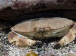 BARNACLES CRABS ETC Edible crab - Paul Naylor